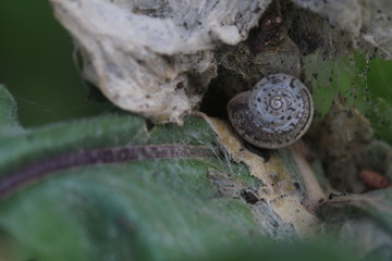 snail on a leaf