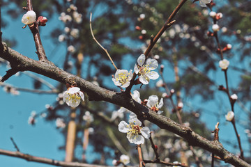 Beautiful spring, it was early. We smell cherries, cherry plum. Beautiful flowers