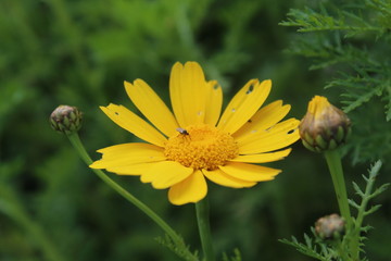 fly on yellow flower