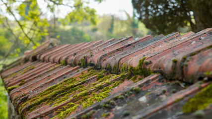 
Small wall with red tiles, covered with moss, close-up