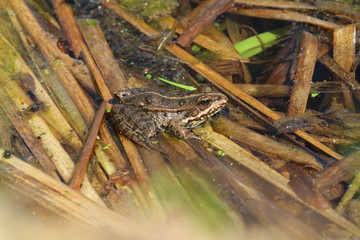 frosch