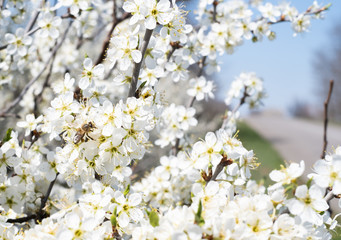 bees fly over fruit trees and pollinate white flowers, collect honey in spring. May bees collect honey