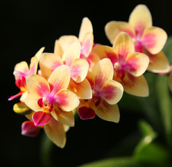 Fototapeta na wymiar beautiful orchidea plant on natural background.