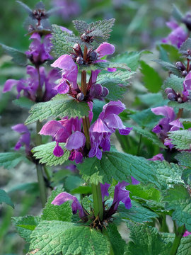 Die Purpurrote Taubnessel (Lamium purpureum) kommt in vielen G&auml;rten vor
