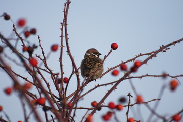 Small bird perched\
