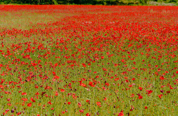 field of red poppies in spring