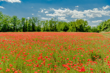 field of red poppies in spring