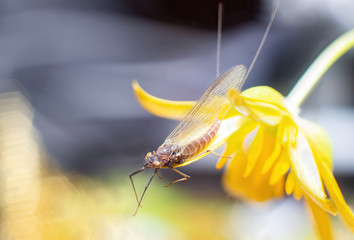 super macro of mosquito laid on flower