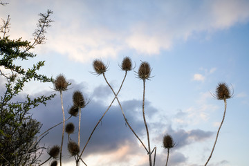 
Teasel stalk rising to the late afternoon cloudy sky