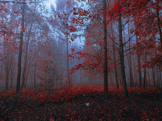 autumn in the foggy forest