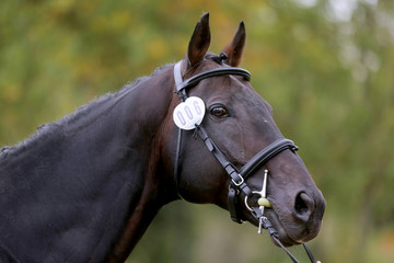 Obraz premium Brown colored race horse on natural green blur background in sunshine