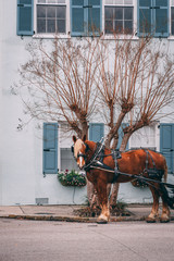 Brown horse pulling carriage in front of blue house in Charleston South Carolina