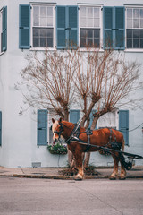 Brown horse pulling carriage in front of blue house in Charleston South Carolina