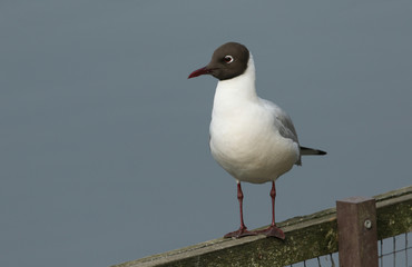 A Black-headed Gull, Chroicocephalus ridibundus, perching on a fence at the edge of a lake in spring.
