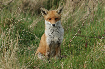 A magnificent male or dog Red Fox, Vulpes vulpes, sitting in a meadow.
