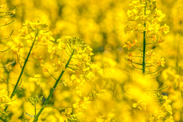 Obraz premium Gelbe Rapsblüte und Rapsfelder im Frühling