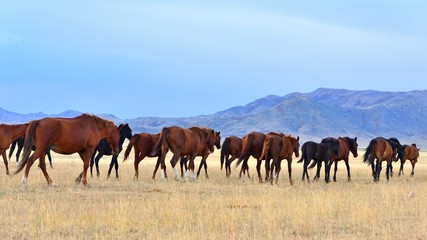 Naklejka na ściany i meble Group of horses in rural area of Kazakhstan