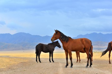 Fototapeta na wymiar Group of horses in rural area of Kazakhstan