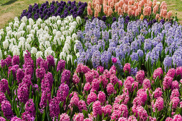 Beautiful multi-colored hyacinths