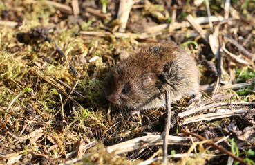 Naklejka na ściany i meble A cute Field or Short-tailed Vole, Microtus agrestis, in a field in the UK.