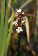 A pretty Bogbean, Menyanthes trifoliata, flowering plant growing in a pond in the countryside in the UK.