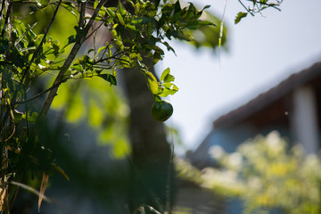 Um galho contendo uma única laranja ainda verde contra um fundo ensolarado