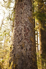 tree trunk in the forest texture 