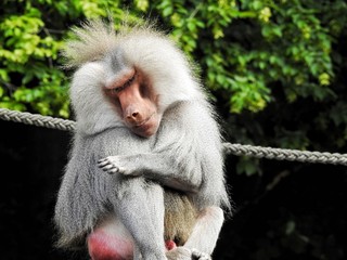 Cute baboon.