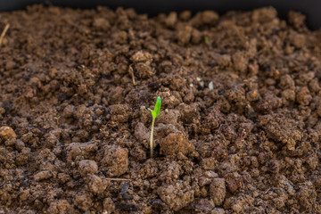 Little plant growing on soil with sunlight
