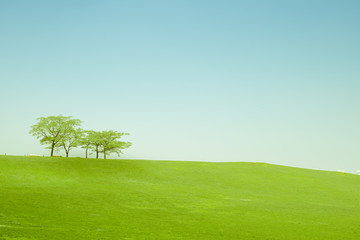 Fototapeta na wymiar earth day and protect environment activity from less of tree in the field with blue sky