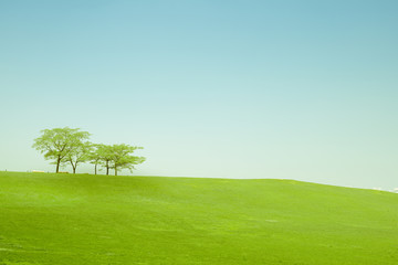 earth day and protect environment activity from less of tree in the field with blue sky