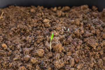 Little plant growing on soil with sunlight
