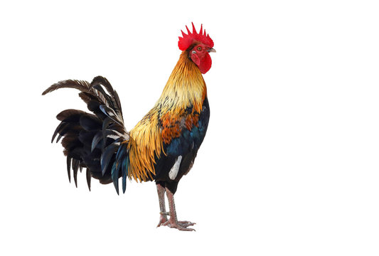 The fighting cock is beautiful pet animal on white background have path