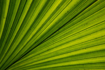 green palm leaf