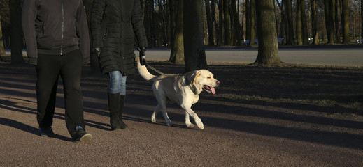 Owner and big dog walking in the park on sunset