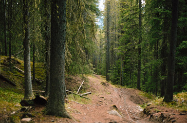Waldweg bei Banff, Kanada