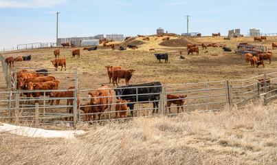 Small cattle feed lot in rural Alberta, Canada