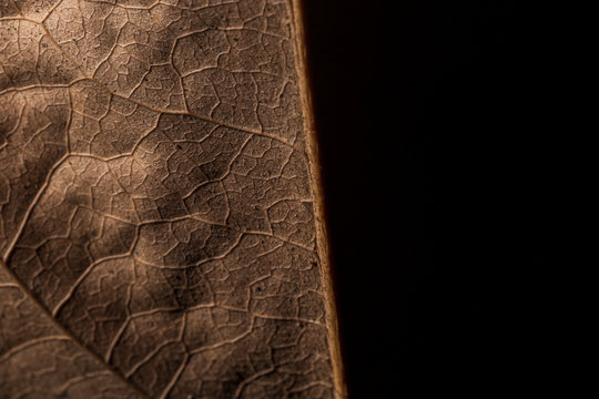 close up detial of brown dry leaf texture background,