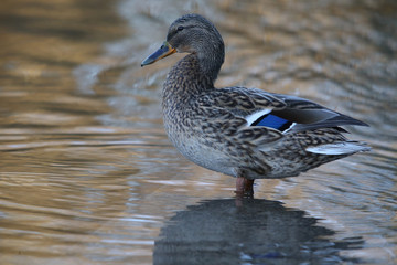 Side view Mallard Ducks Anas platyrhynchos relaxing in pond