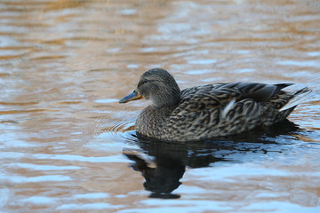 Side view Mallard Ducks Anas platyrhynchos relaxing in pond
