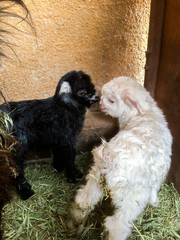 goat newborns agriculture farm cattle for design
