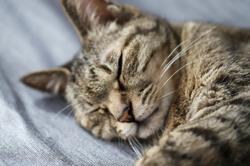キジトラ猫の寝顔