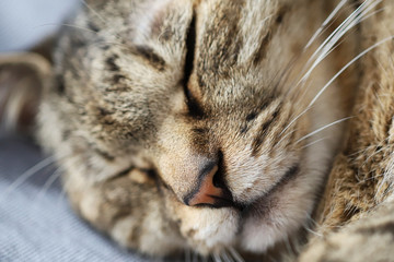 キジトラ猫の寝顔