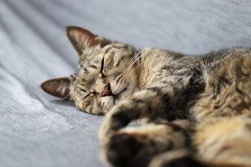 キジトラ猫の寝顔