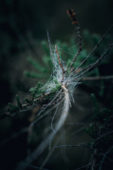 Closeup of branch covered with spider web with dew drops