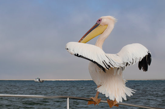 pelican on boat railing