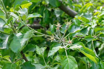 young apples on the branch