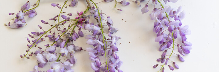 Lilac colorful blossom flowers on white background, seasonal floral themes