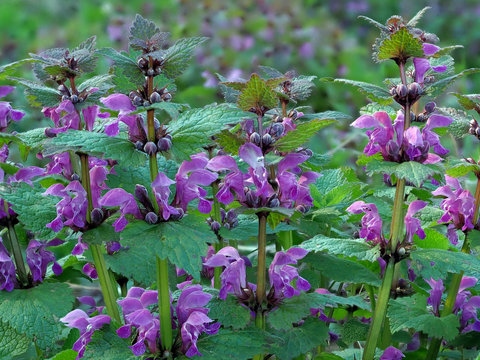 Die Purpurrote Taubnessel (Lamium purpureum) kommt in vielen G&auml;rten vor