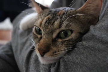 Cat of green eyes, Tabby, Multi-colored